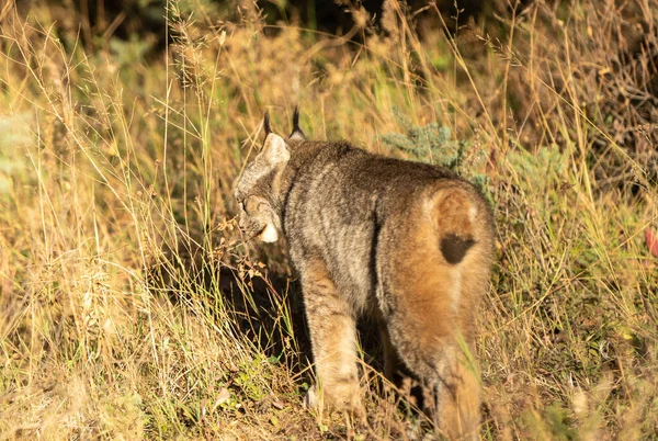 Lynx Wild Riding Mountain National Park Canada — Foto Stock