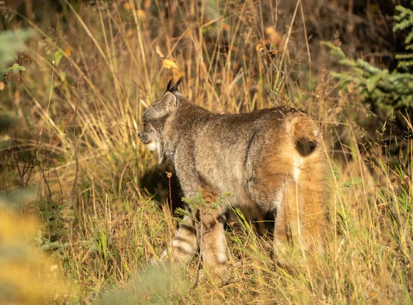 Lynx Wild Riding Mountain National Park Canada — стоковое фото