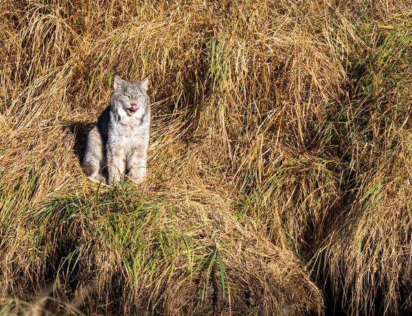 Lynx Wild Riding Mountain National Park Canada — стоковое фото