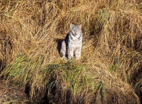 Lynx Wild Riding Mountain National Park Canada — стоковое фото