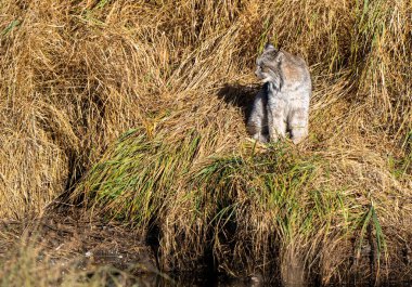 Vaşak Vahşi Dağ Ulusal Parkı Kanada 'da