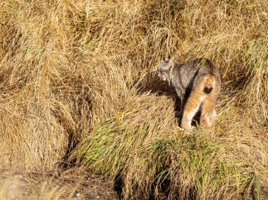 Vaşak Vahşi Dağ Ulusal Parkı Kanada 'da