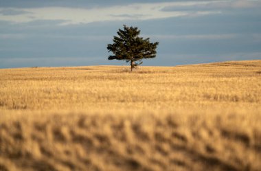 Cypress Hills Saskatchewan Alberta 'nın manzarası