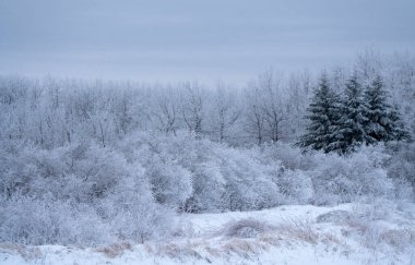 Riding Mountain Manitoba 'daki Hoar Frost sahnesi