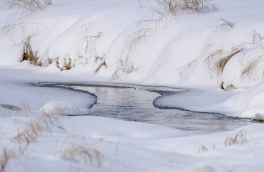 Riding Mountain Manitoba 'daki Hoar Frost sahnesi