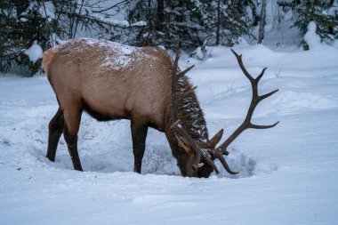 Prens Albert Ulusal Parkı Saskatchewan Kanada Geyiği Kışı