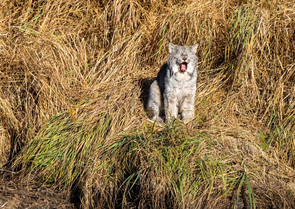 Lynx Wild Riding Mountain National Park Canada — Foto Stock