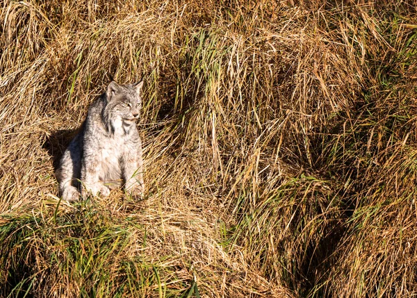 Lynx Wild Riding Mountain National Park Canada — стоковое фото