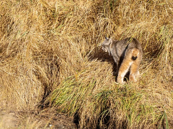 Lynx Dans Parc National Mont Riding Sauvage Canada — Photo