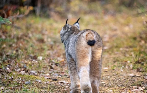 Lynx Wild Riding Mountain National Park Canada — стоковое фото