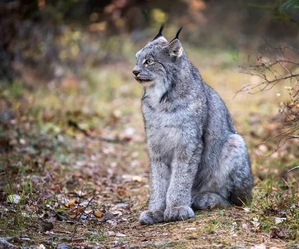 Lynx Parque Nacional Wild Riding Mountain Canadá —  Fotos de Stock