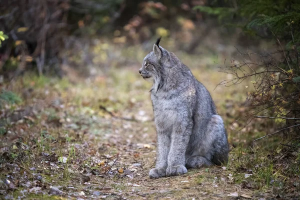 Lynx Het Wild Riding Mountain National Park Canada — Stockfoto