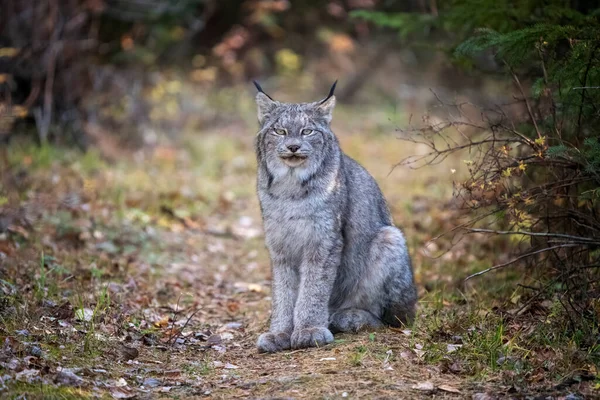 Lynx Wild Riding Mountain National Park Canada — стоковое фото