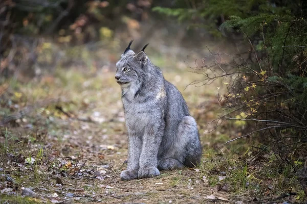 Lynx Wild Riding Mountain National Park Canada — 图库照片