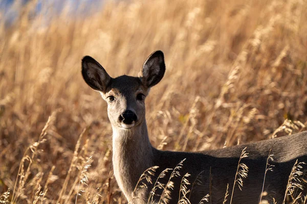 Ciervos Las Praderas Saskatchewan Canadá — Foto de Stock