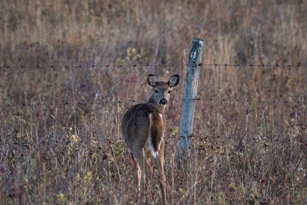 Jeleń Preriach Saskatchewan Kanada — Zdjęcie stockowe