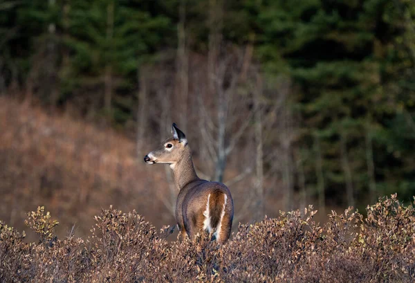 Cerfs Dans Les Prairies Saskatchewan Canada — Photo