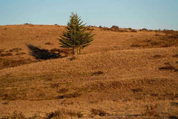 Scenic Views Cypress Hills Saskatchewan Alberta — стоковое фото