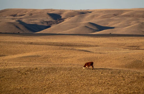 Cypress Hills Saskatchewan Alberta 'nın manzarası