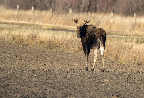 Älg Hona Saskatchewan Valley — Stockfoto