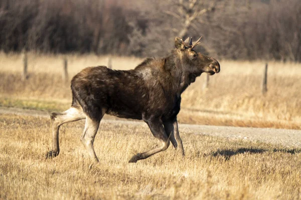 Moose Female Cow Saskatchewan Valley — 스톡 사진