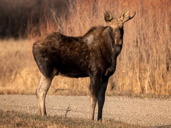 Moose Female Cow Saskatchewan Valley — Zdjęcie stockowe