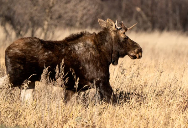 Moose Mucca Femmina Nella Valle Del Saskatchewan — Foto Stock