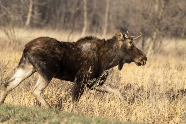 Moose Female Cow Saskatchewan Valley — Foto Stock