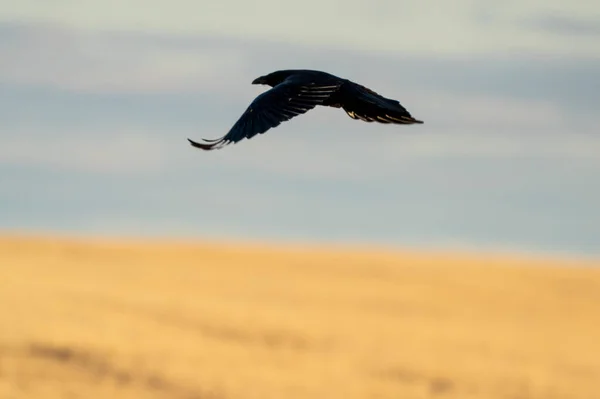加拿大萨斯喀彻温省的草原乌鸦航班 — 图库照片