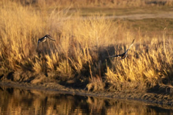 Ducks Flying Summer Prairie Saskatchewan Canada — Stock Fotó