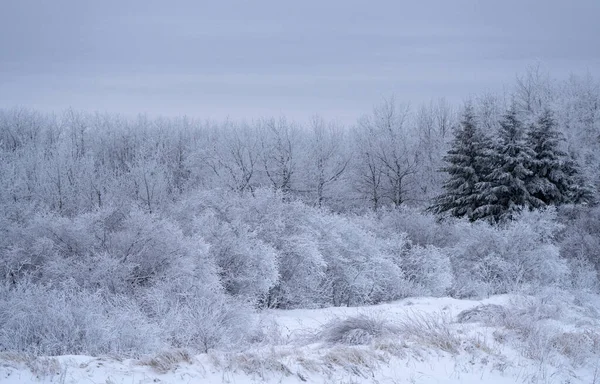 Hoar Frost Sceny Jazda Mountain Manitoba — Zdjęcie stockowe