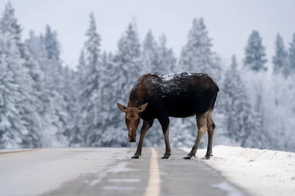 Moose Snow Riding Mountain Provincial Park Canada — Stockfoto