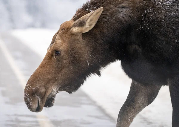 Moose Snow Riding Mountain Provincial Park Canada — стокове фото