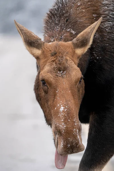 マウンテン州立公園の雪の中のムースカナダ — ストック写真