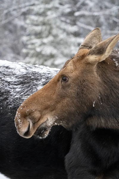 Moose Snow Riding Mountain Provincial Park Canada — Stock Photo, Image