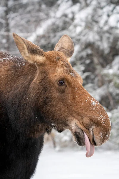 Moose Στο Χιόνι Στο Riding Mountain Provincial Park Καναδά — Φωτογραφία Αρχείου