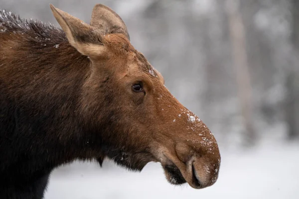 Elche Schnee Riding Mountain Provincial Park Kanada — Stockfoto