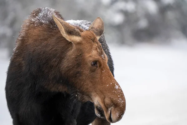 Moose Snow Riding Mountain Provincial Park Canada — Fotografia de Stock
