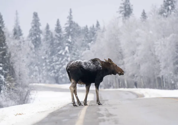 캐나다 공원의 말코손바닥사슴 — 스톡 사진