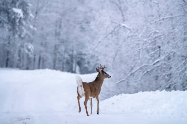 Orignal Dans Neige Dans Parc Provincial Mont Riding Canada — Photo