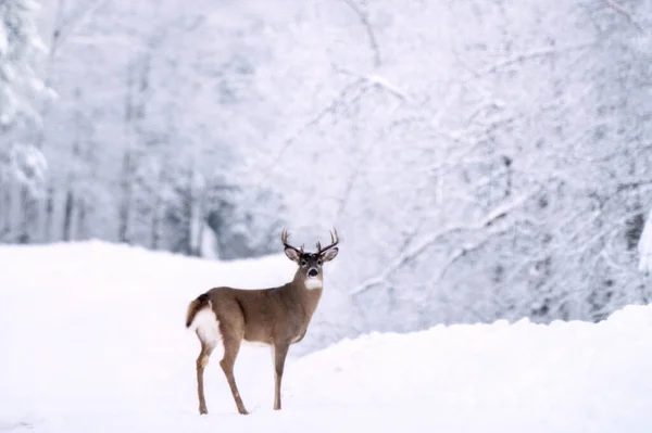 Moose Snow Riding Mountain Provincial Park Canada — Stock Photo, Image