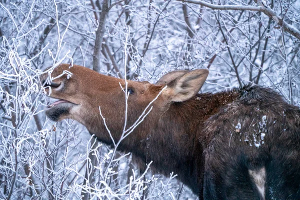 Moose Στο Χιόνι Στο Riding Mountain Provincial Park Καναδά — Φωτογραφία Αρχείου