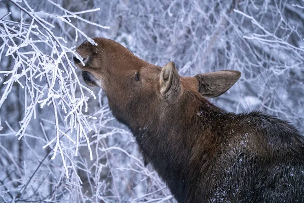 Moose Στο Χιόνι Στο Riding Mountain Provincial Park Καναδά — Φωτογραφία Αρχείου