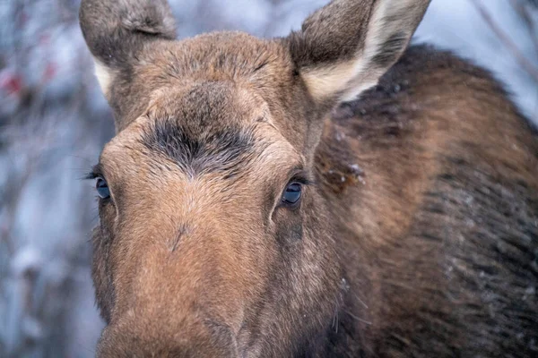 Moose Snow Riding Mountain Provincial Park Canada — Foto Stock