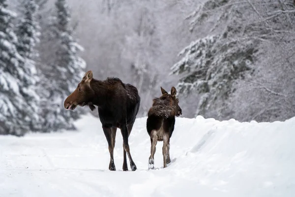 Moose Sněhu Riding Mountain Provincial Park Kanada — Stock fotografie