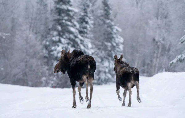 Moose Sněhu Riding Mountain Provincial Park Kanada — Stock fotografie