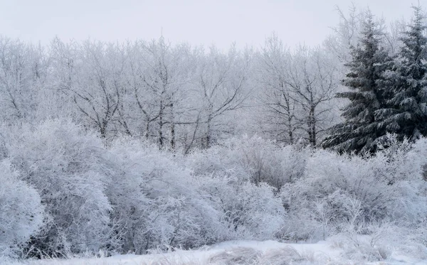 Hoar Frost Scene Riding Mountain Manitoba — 스톡 사진
