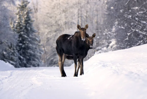 Moose Snow Riding Mountain Provincial Park Canada — Stock Photo, Image