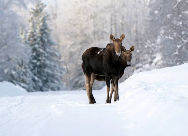 Moose Snow Riding Mountain Provincial Park Canada — Foto Stock