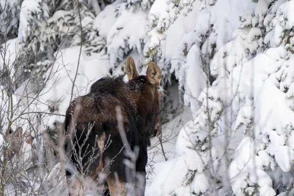 캐나다 공원의 말코손바닥사슴 — 스톡 사진